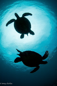Happy World Turtle Day! Honu Silhouettes in Kauai, Hawaii by Tony Cherbas 